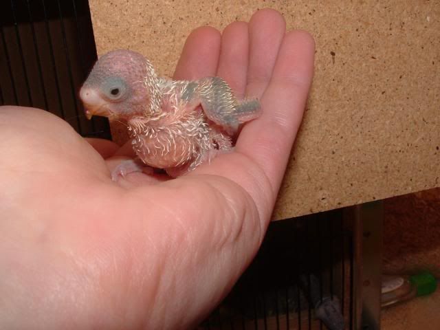ChickOne.jpg