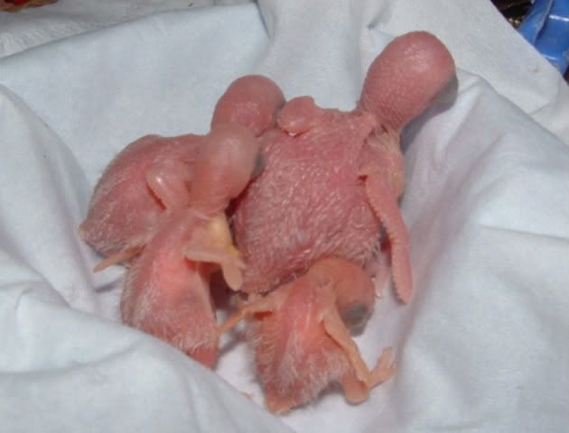 DSCF0010.jpg