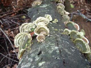 DSCF0350.jpg