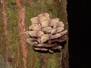 DSCF0356.jpg