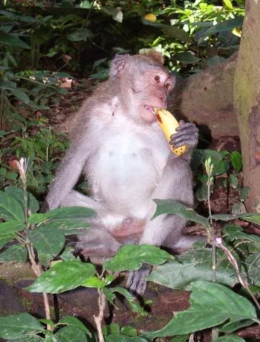 MonkeyForrest1.jpg