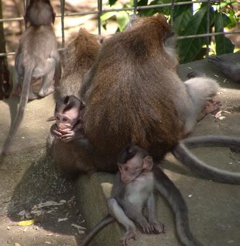 Monkeys.jpg