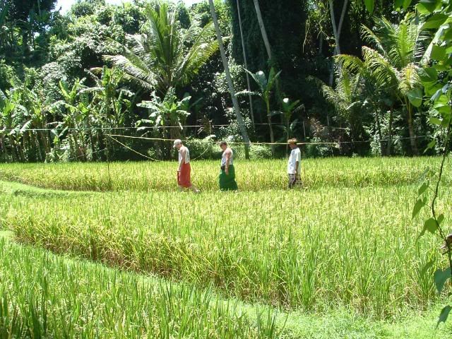 Ricefield.jpg