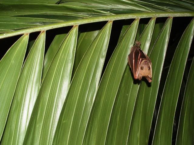 bat.jpg