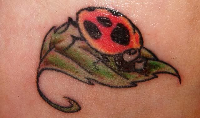 ladybird-close.jpg