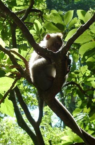 monkeyintree.jpg