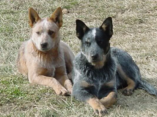 los blue heelers son buenos con otros perros