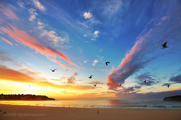 http://i223.photobucket.com/albums/dd250/NYelta/nature/bondi-sunrise-birds.jpg