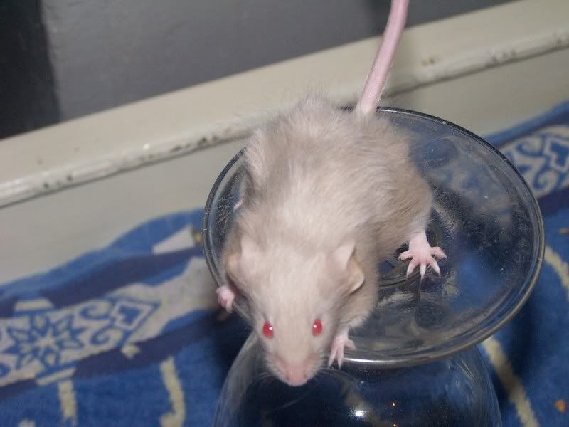 Fancy Mice Breeders • View topic FOR SALE Pet mice Leeds