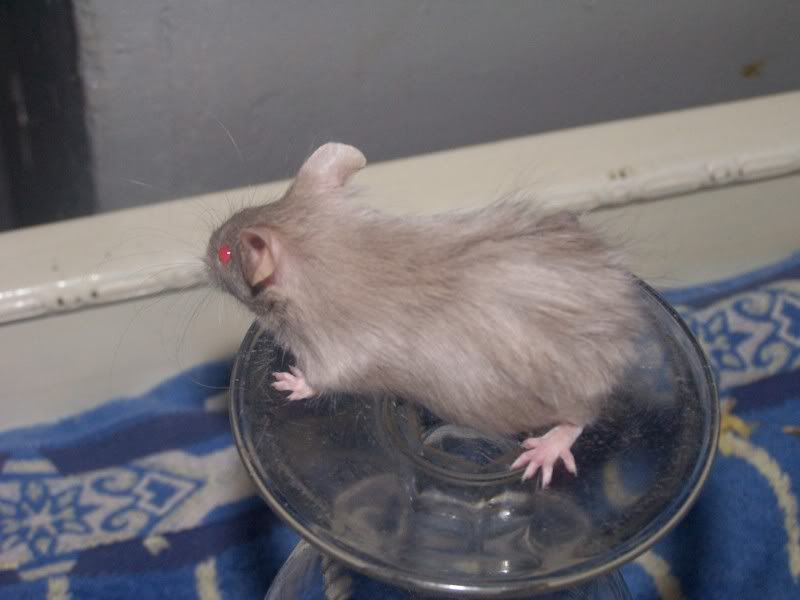 FOR SALE Pet mice Leeds Pet Mice Forum