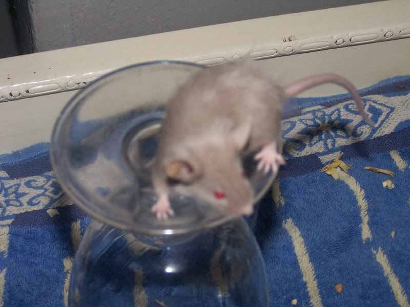 Fancy Mice Breeders • View topic FOR SALE Pet mice Leeds