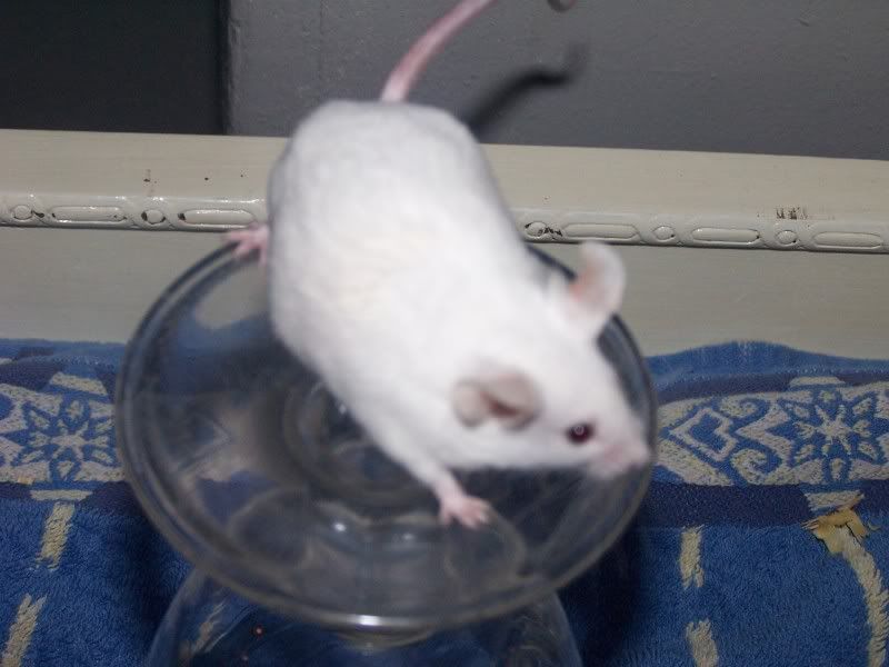 NW England pet mice for swop/sale leeds Reptile Forums