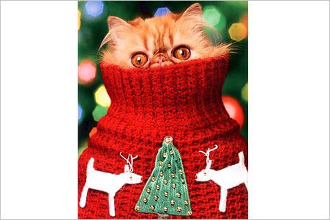 funny-christmas-cats_16.jpg