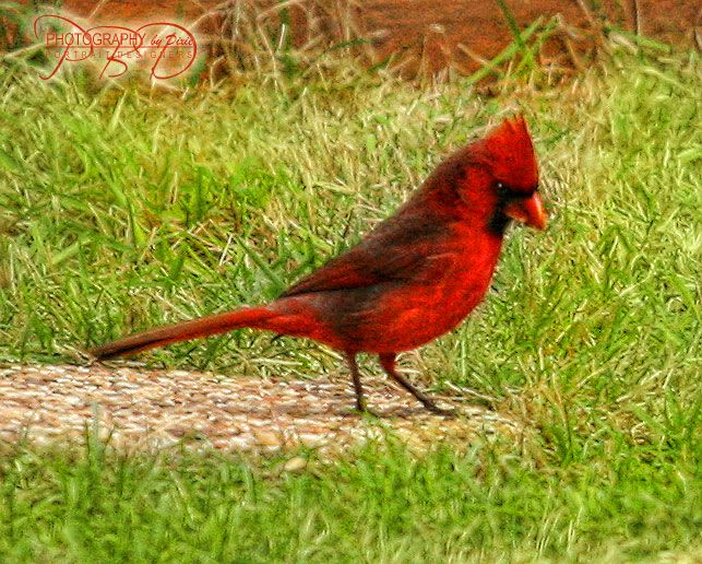 Dixie Cardinal