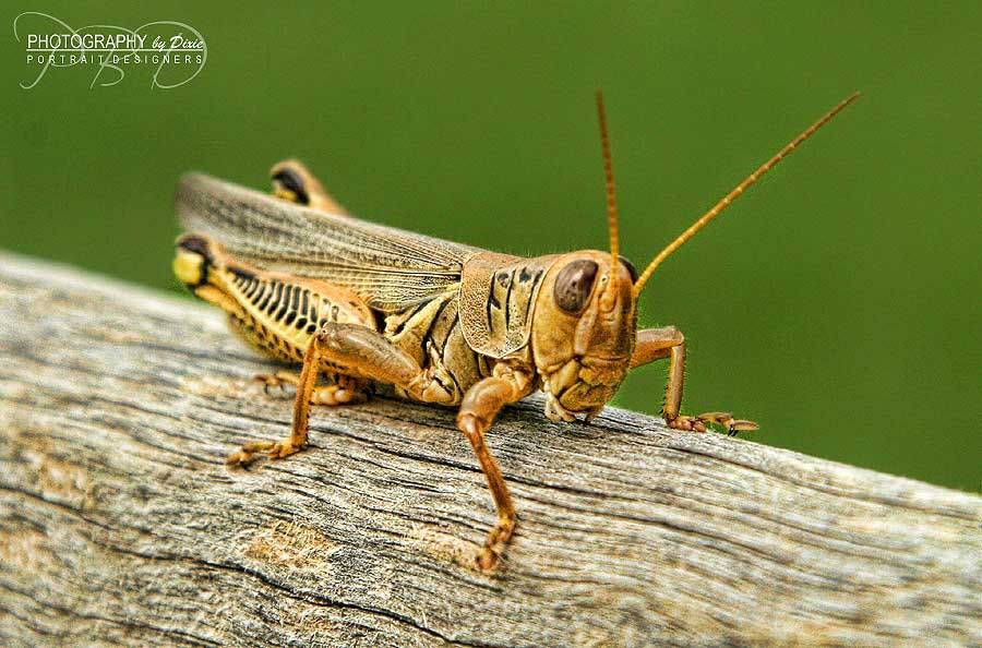 grasshoppper Dixie