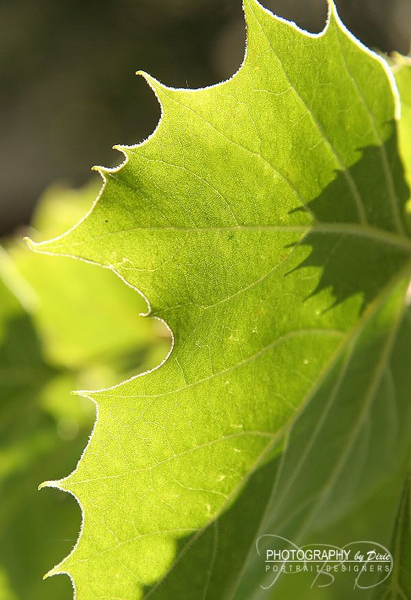 dixie leaf