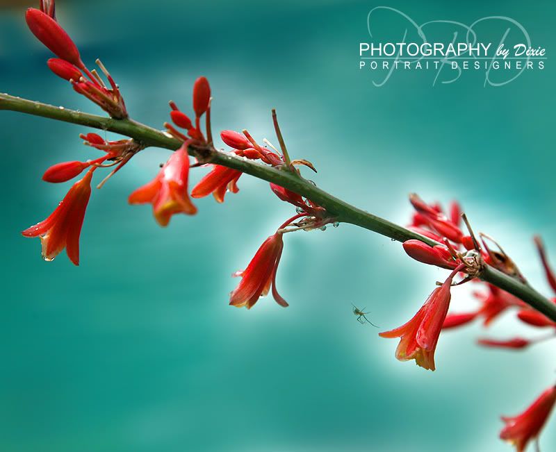 Red Yucca