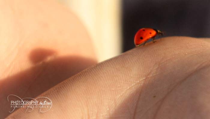 ladybug11