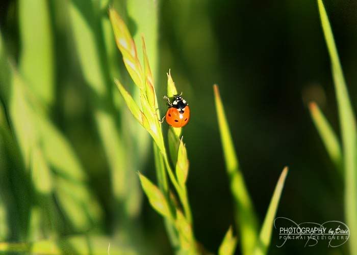 ladybug33