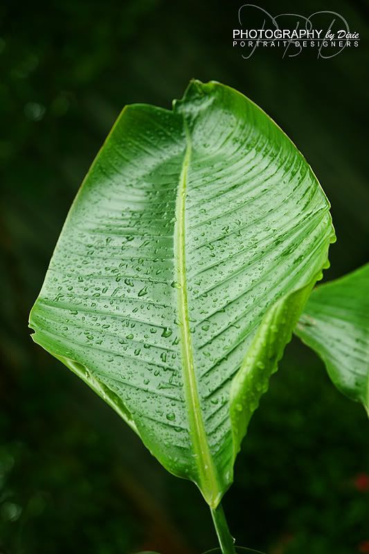 banana leaf Dixie