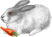 กระต่ายกินแครอท