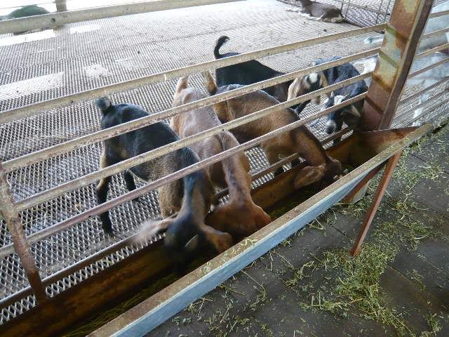 Photo Sharing and Video Hosting at Photobucket