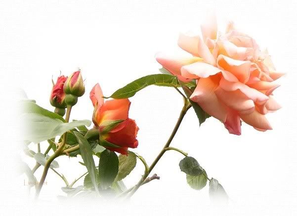 flor.jpg flor image by leonorbranco