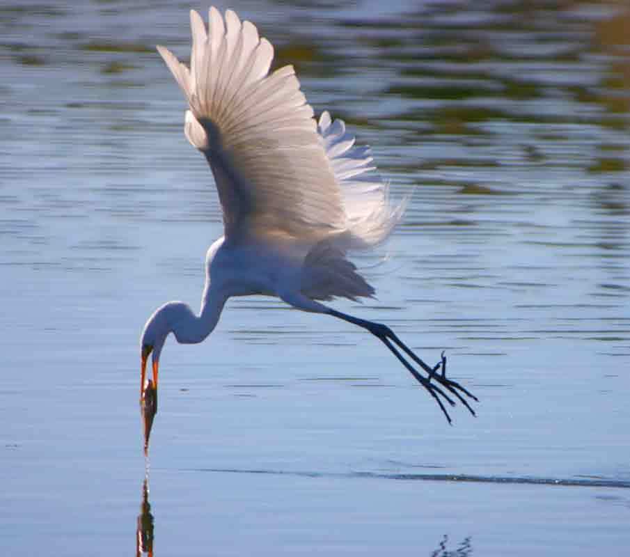 IMAGE: http://i223.photobucket.com/albums/dd296/WheelchairShooter/Egret-with-Fish-for-web.jpg