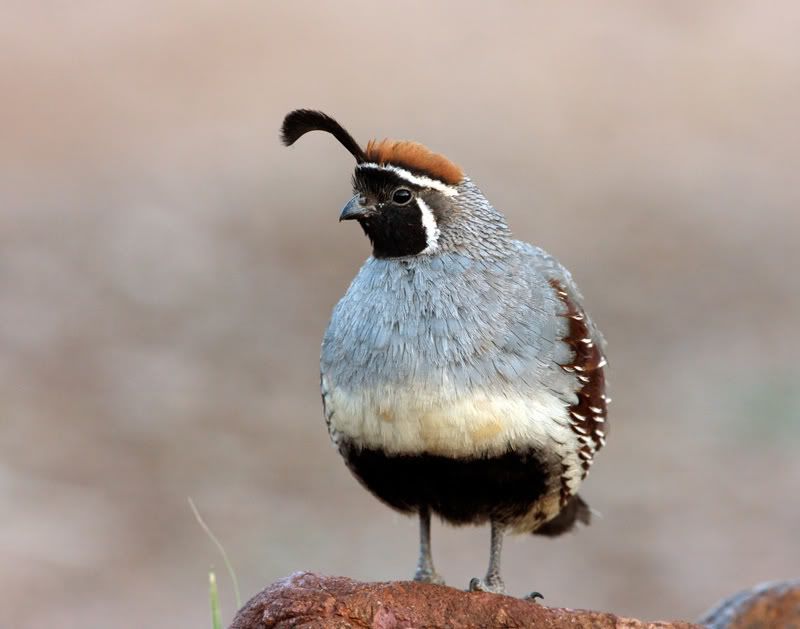 IMAGE: http://i223.photobucket.com/albums/dd296/WheelchairShooter/IMG_0910T-Male-Gambels-web.jpg