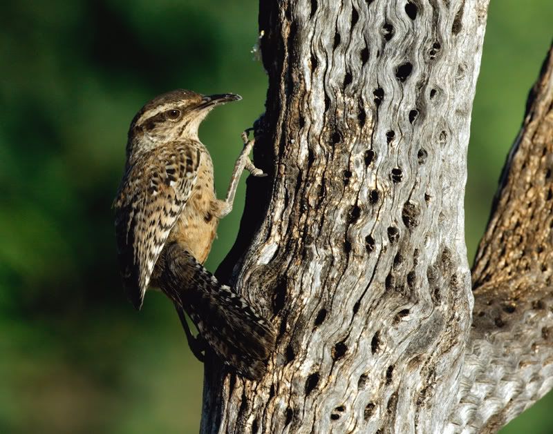 IMAGE: http://i223.photobucket.com/albums/dd296/WheelchairShooter/IMG_0967-Catus-Wren-web.jpg