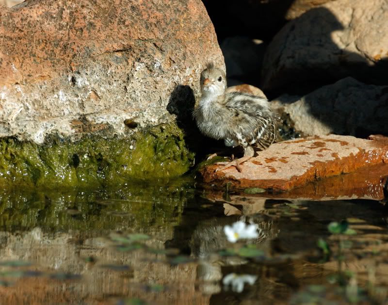 IMAGE: http://i223.photobucket.com/albums/dd296/WheelchairShooter/IMG_1080-Baby-Quail-web.jpg
