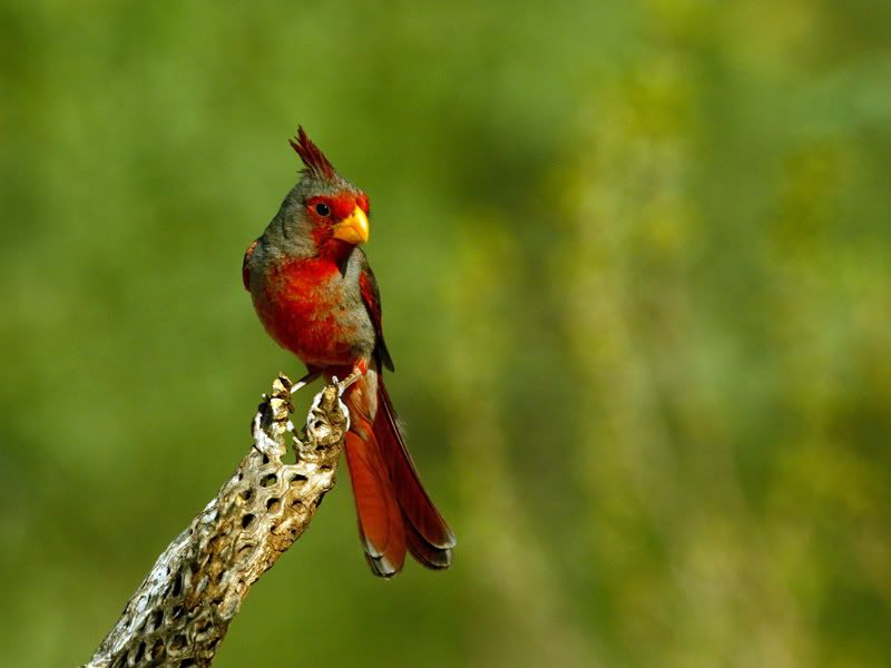 IMAGE: http://i223.photobucket.com/albums/dd296/WheelchairShooter/IMG_1084Pyrrhuloxia-web.jpg