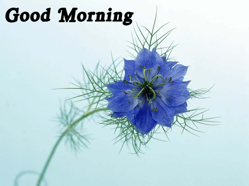 good morning Pictures, Images and Photos