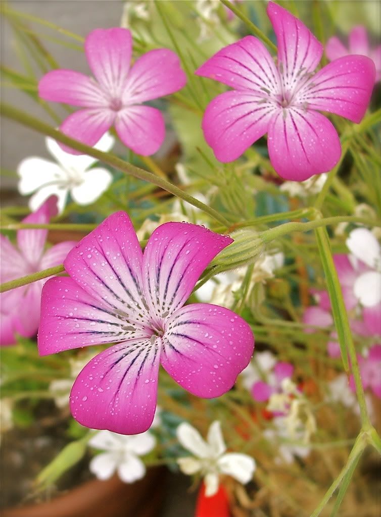 good morning Pictures, Images and Photos