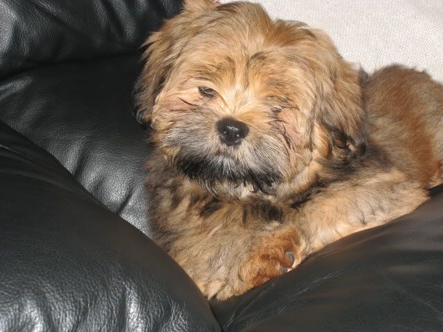 IMAGE: http://i223.photobucket.com/albums/dd307/lofton/IMG_0186.jpg