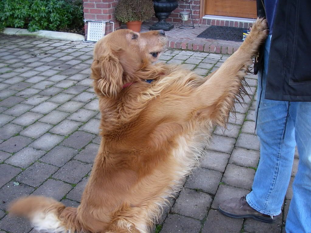 age golden retriever can sire