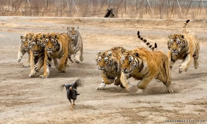 Tigers and chicken Pictures, Images and Photos