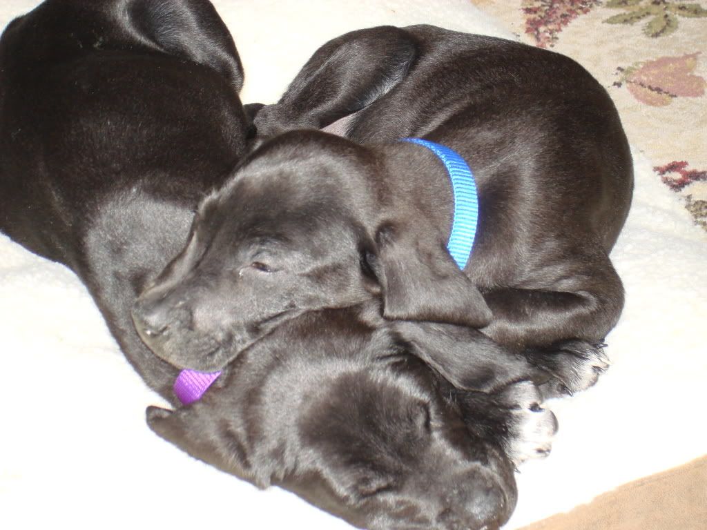 DSC00243.jpg Sparty & Bogey sleeping. image by Pawsfirst
