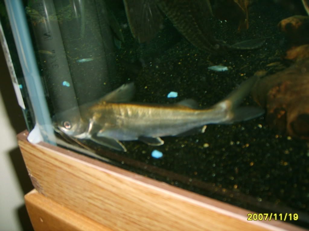 asian shark catfish