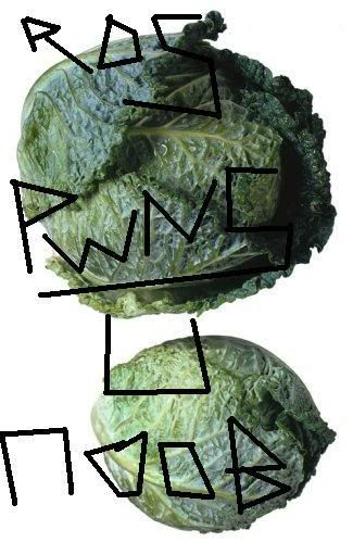 [Image: RoSCabbageFTBFW.jpg]