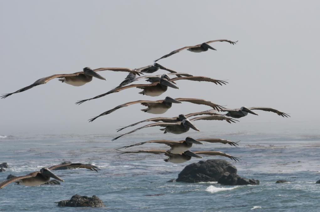 california brown pelican photo: Brown pelican CALIF-A314_.jpg