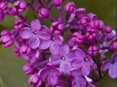 Lilacs Pictures, Images and Photos