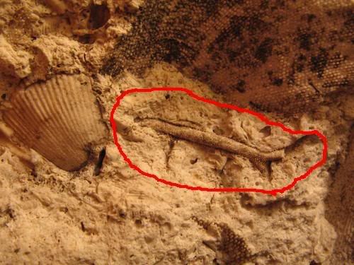 This one is clearly a fossil, Fossils In Rocks. This one is clearly a fossil,
