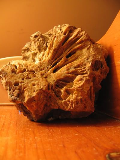 rocks and fossils. Fossils In Rocks. rocks and fossils.