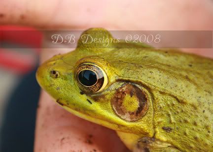 IMAGE: http://i223.photobucket.com/albums/dd82/pamperedbunz/Photographs/webfrog-eye.jpg