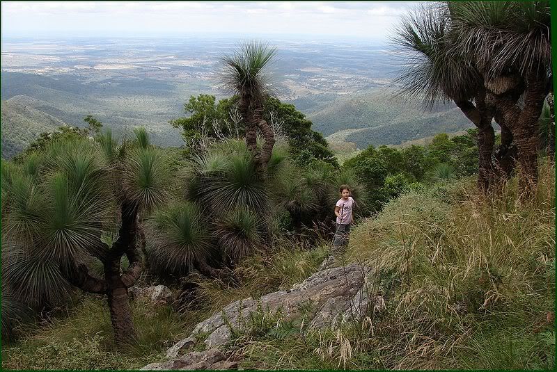 800px-Xanthorrhoea_glauca.jpg