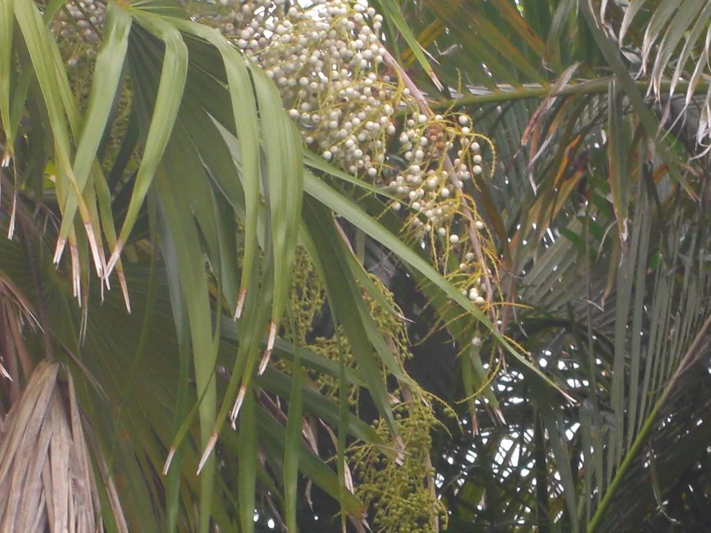 How to germinate these seeds? DISCUSSING PALM TREES WORLDWIDE PalmTalk