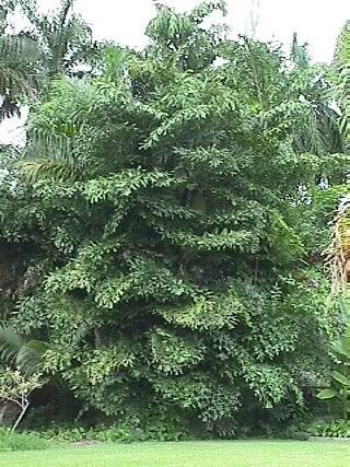 caryota_mitis.jpg