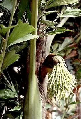 caryota_mitis_infl.jpg