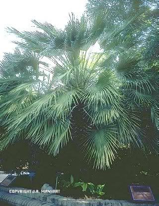 chamaerops_humilis.jpg